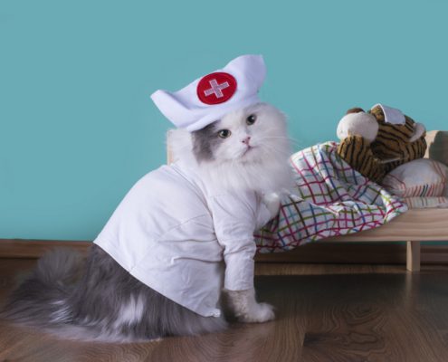 a cat in a nurse outfit next to a teddy laying in a small bed