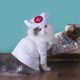 a cat in a nurse outfit next to a teddy laying in a small bed
