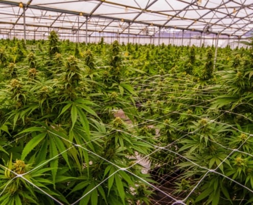 a cannabis farm