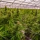 a cannabis farm