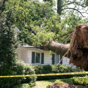 Large uprooted tree fallen on residential house after storm damage