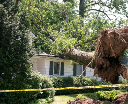 Large uprooted tree fallen on residential house after storm damage