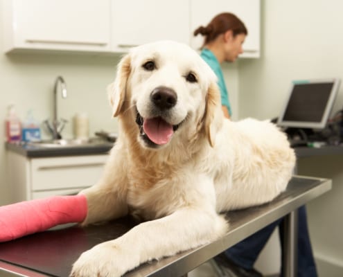 a dog on a table at the vet with a cast on his paw