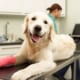 a dog on a table at the vet with a cast on his paw