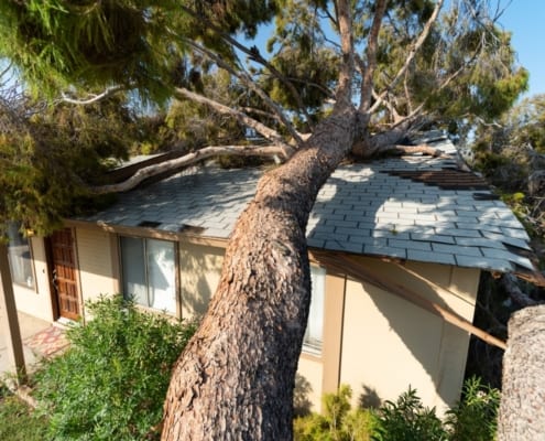 a tree fallen on the roof of a house