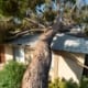 a tree fallen on the roof of a house